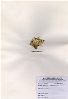 藏品(仙掌藻)的圖片